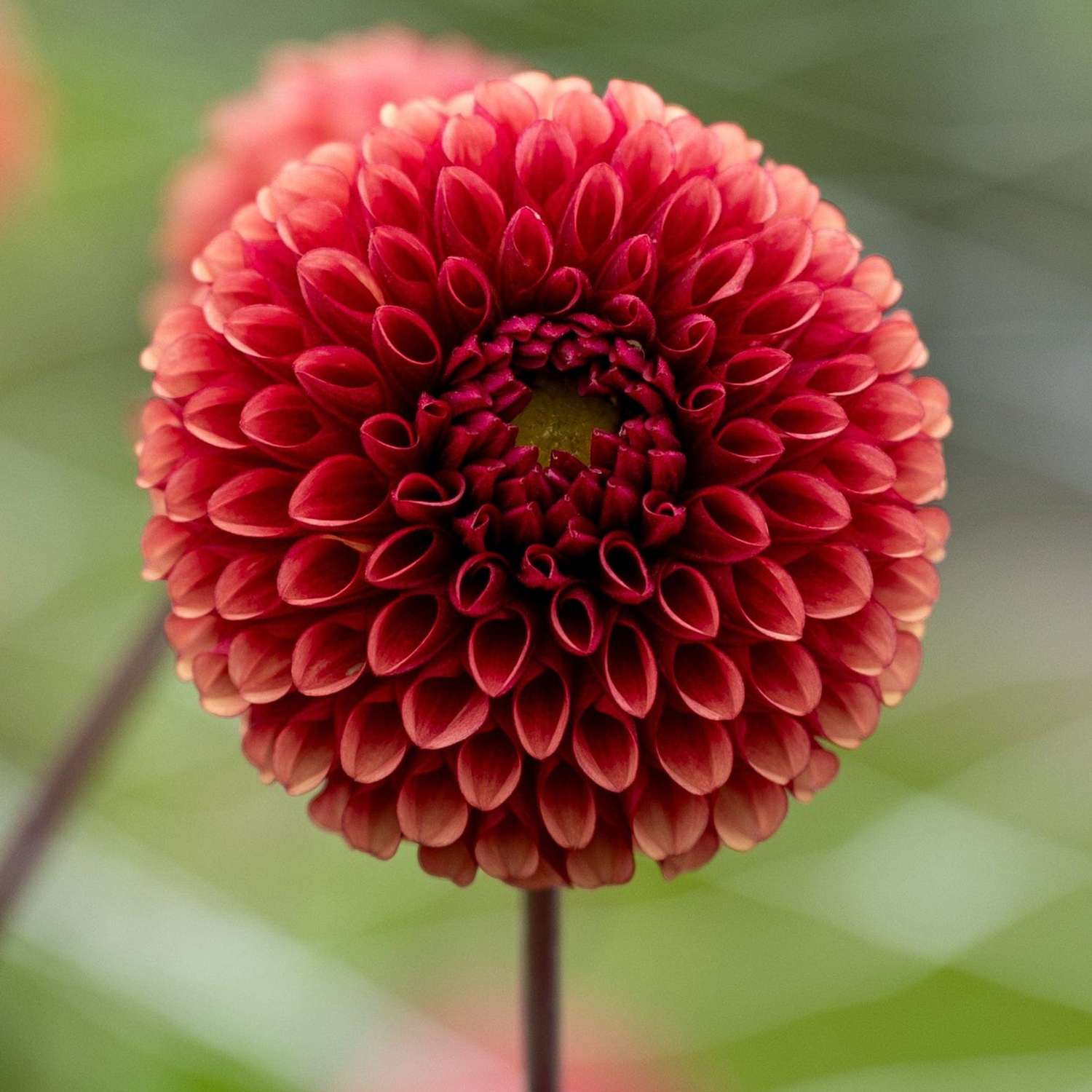 Dahlie 'Copper Boy'